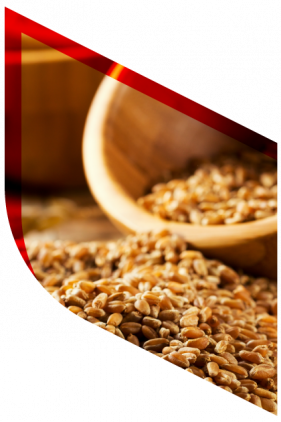 Grains and Oil Seed Traders