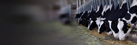 How an Animal Feed Producer achieved Certainty and Visibility with Connected Agri solution?
